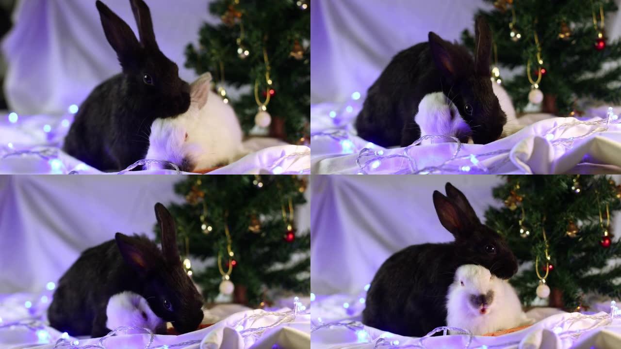 在圣诞树附近吃胡萝卜的黑白兔子。4K