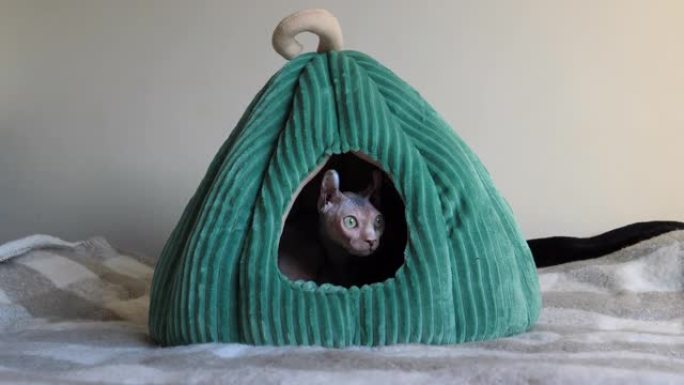 绿色锥形房子里的无毛猫