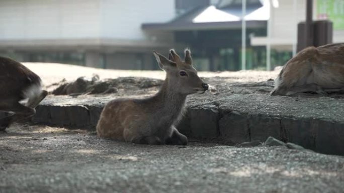 日本奈良公园晴天休息的小鹿特写