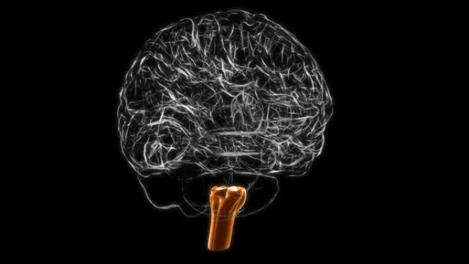 脑延髓解剖医学概念3D动画
