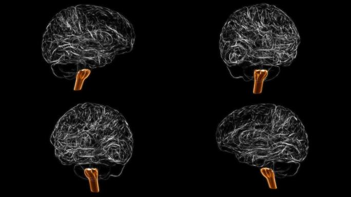 脑延髓解剖医学概念3D动画
