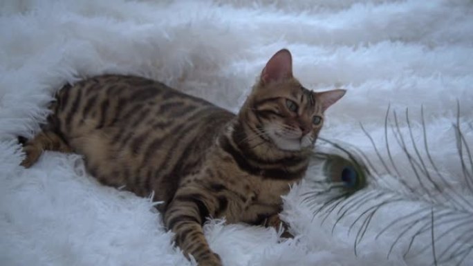 孟加拉猫玩羽毛。一只豪华的动物躺在一条白色蓬松的毯子上。奢侈品的概念。一只小猫玩孔雀羽毛。舒适和美丽