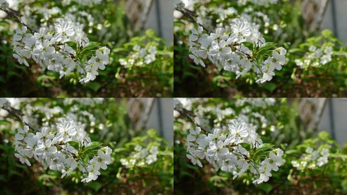 春季白色开花树的Slo Mo，特写