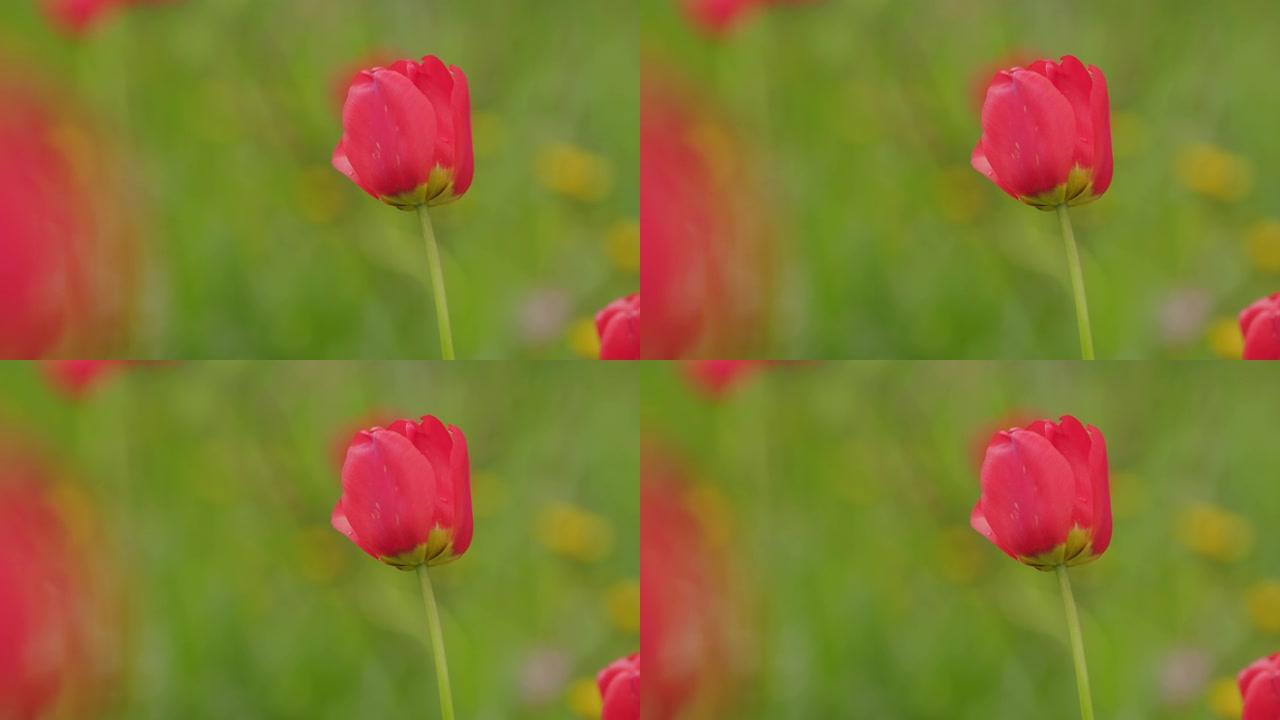 五颜六色的郁金香在春天开花。向即将到来的春天阳光问好。红色郁金香背景。慢动作。