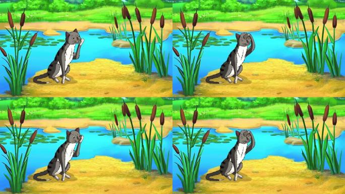 池塘附近的灰色虎斑猫高清动画