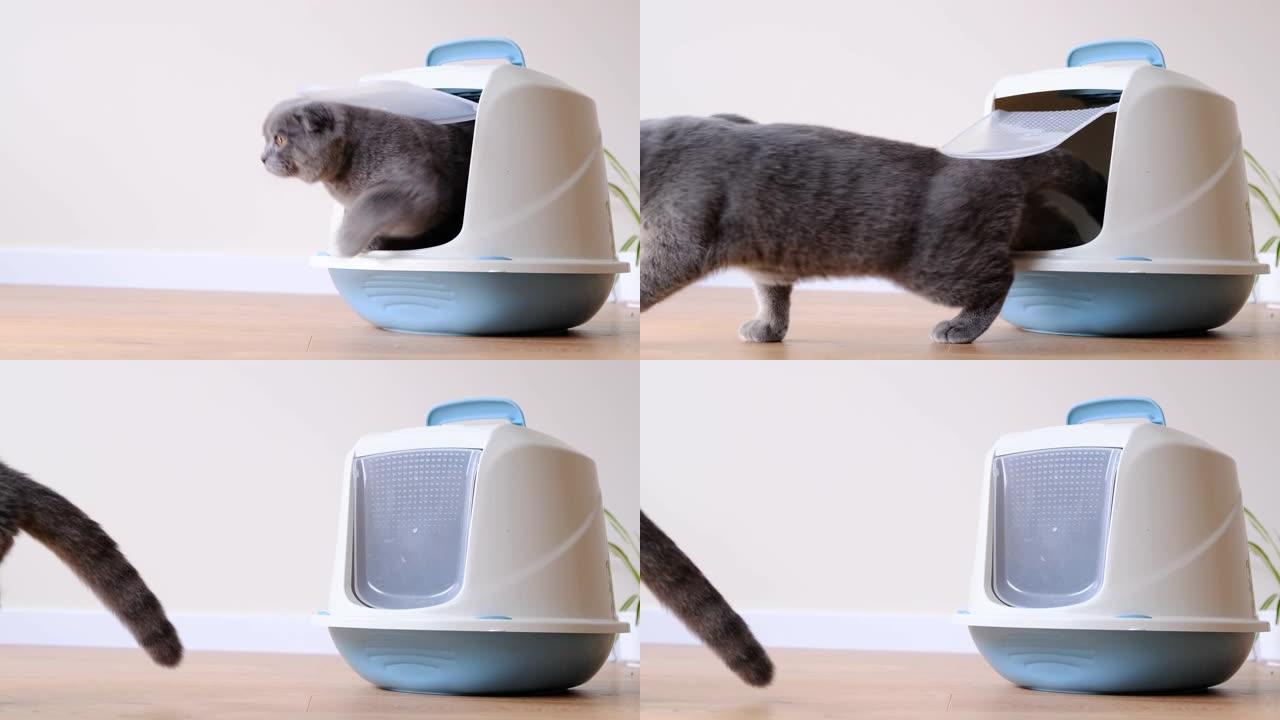 一只聪明的灰猫走向马桶托盘。猫砂广告。苏格兰折叠的猫