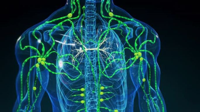 人类淋巴系统。3D神经系统人体血管全息人