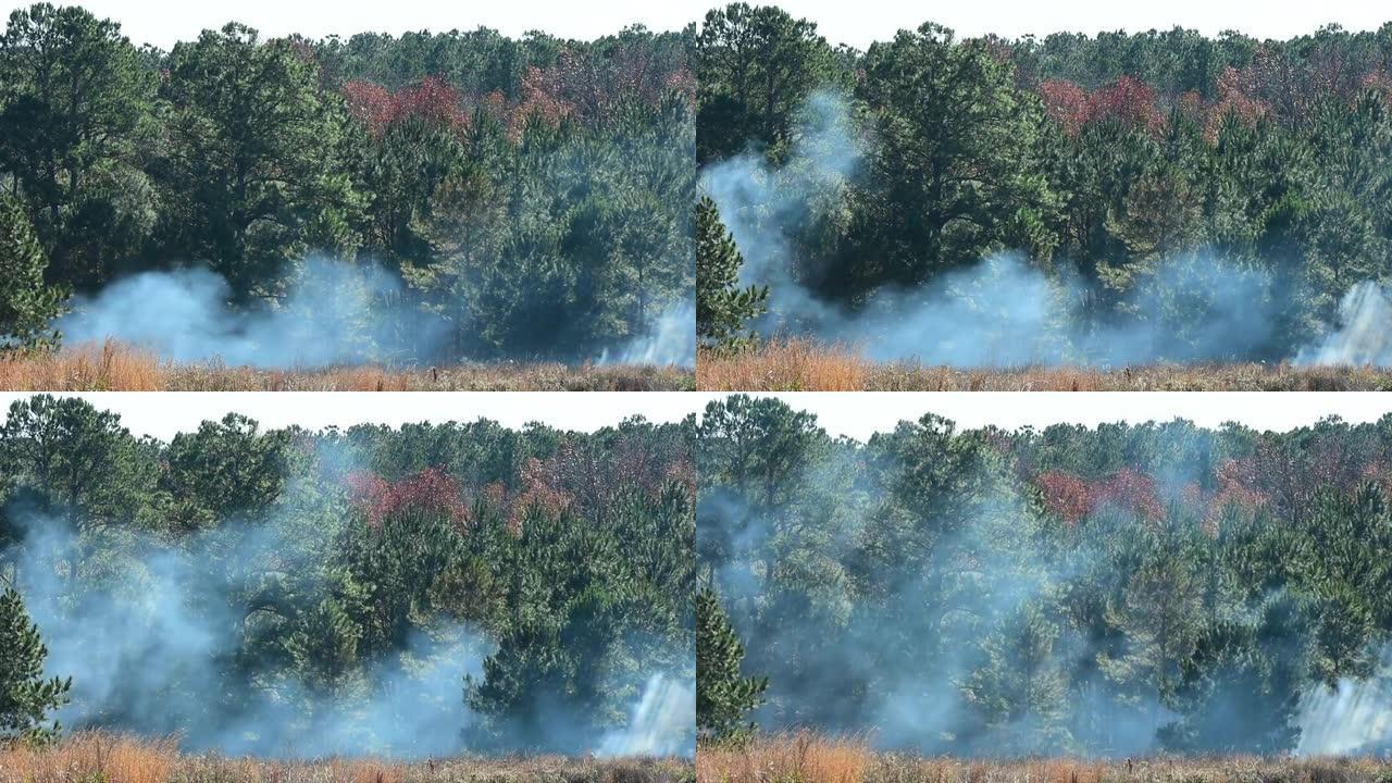 规定的大火掩盖森林的烟雾不断增加
