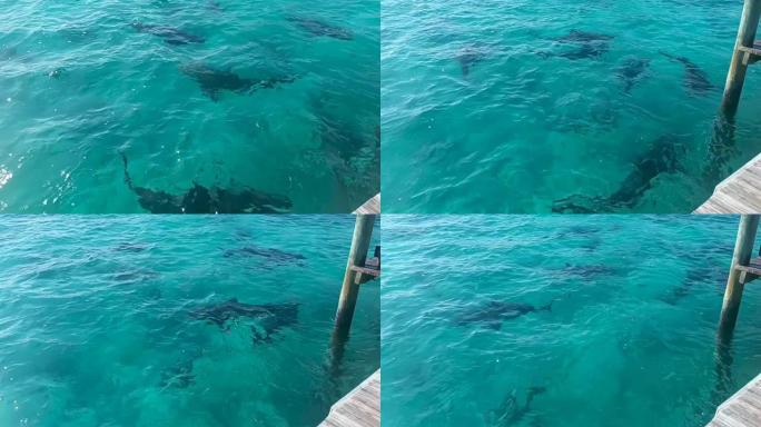 在巴哈马北比米尼的爱丽丝镇的码头周围巡游的公牛鲨 (Carcharhinus leucas)