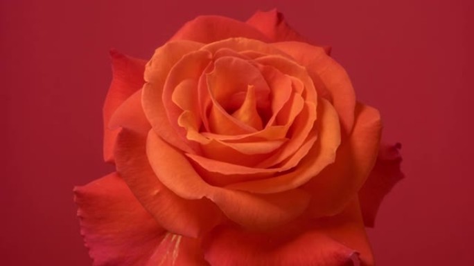 红色背景上盛开的红玫瑰花延时4k视频。