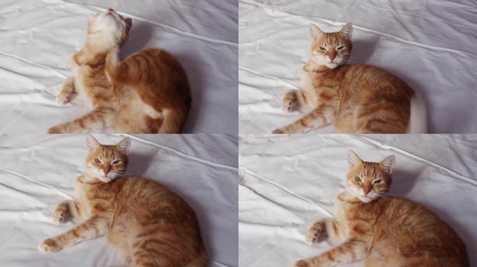 特写姜猫躺在床上。猫的肖像。这只猫会擦到相机里。Livestyle