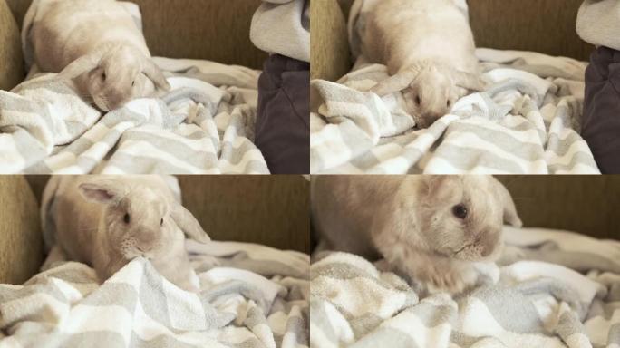 兔子坐在床上，啃床罩，他下面的毯子。灰垂耳兔，晴天，离焦摇晃现场拍摄。