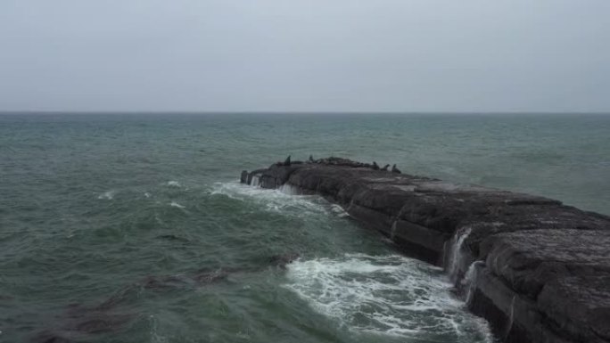 斯特勒海狮 (Eumetopias jubatus) -库页岛