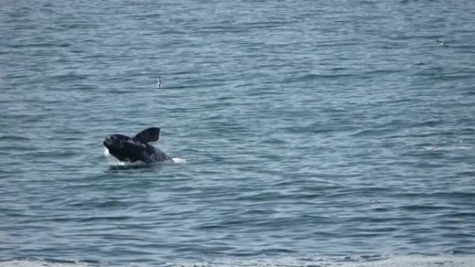 南露脊鲸从非洲的海洋中跳跃并飞溅