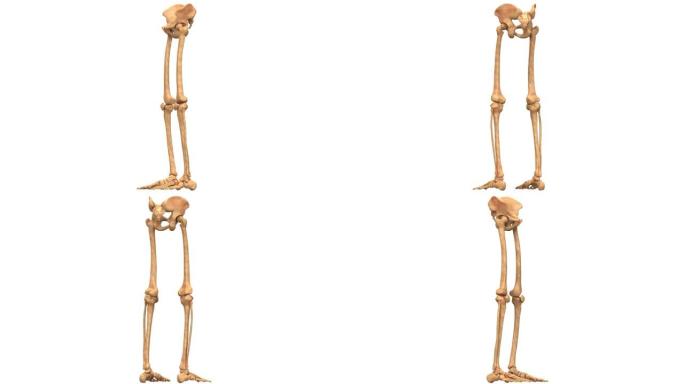 人体骨骼系统上肢骨关节解剖动画概念