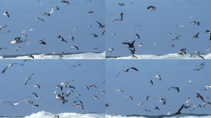 一群海鸥和水鸟。