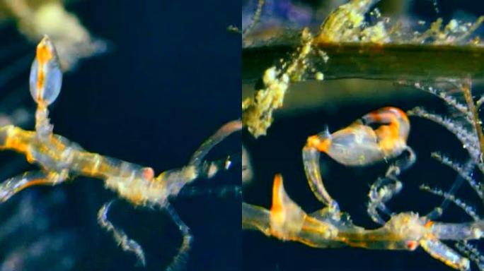 骨架虾在水生动物上垂下并向上爬的垂直视频