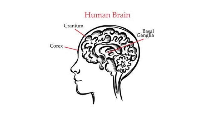 人脑大纲视频医学教育动画横幅