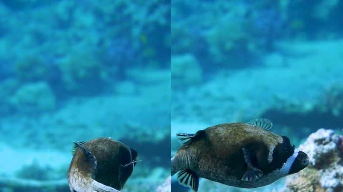 慢动作 -- 雄伟的河豚在色彩缤纷的加勒比海游动。蓝色的水。放松，库拉索岛，阿鲁巴，博内尔岛，动物，