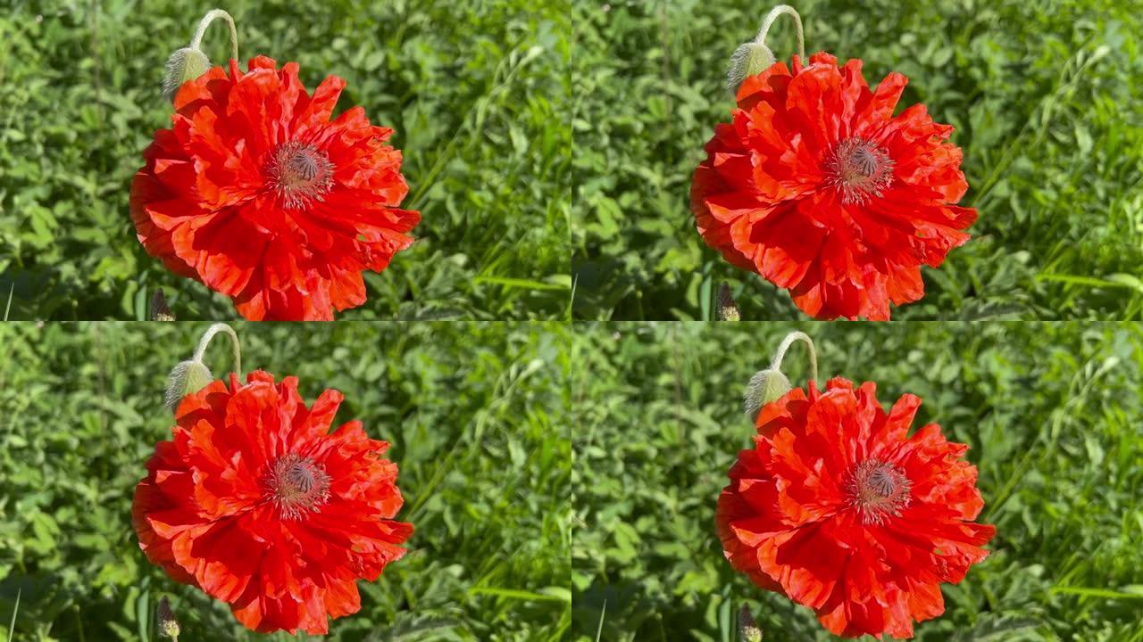 一朵红色罂粟花的特写。
