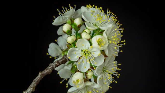 4k垂直延时的酸味樱桃树花开并在黑色背景上生长。盛开的小白花李。9:16比率的时间流逝。