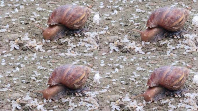 Achatina fulica或巨型非洲蜗牛正在行走并寻找食物