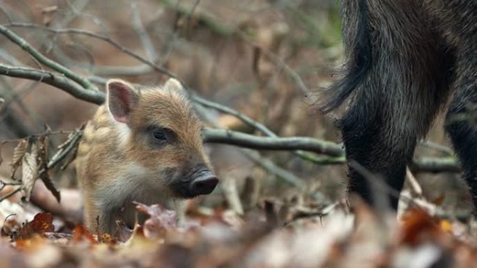 特写年轻的野猪Sus scrofa家族，兴奋的小猪在深深的树林中凝视了很长时间。野生动物宁静的长毛动