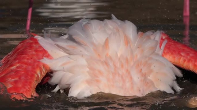 大火烈鸟，Phoenicopterus roseus，Pont De Gau，Camargue，法国