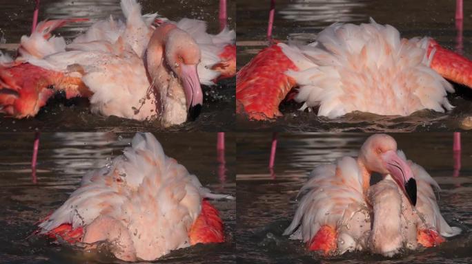 大火烈鸟，Phoenicopterus roseus，Pont De Gau，Camargue，法国