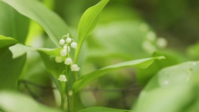 山谷百合的花。精致芬芳的花朵绽放。Convallaria majalis。慢动作。