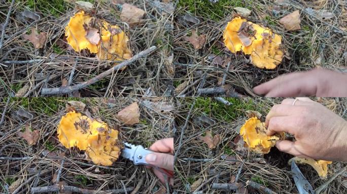 森林里鸡肉菌的蘑菇。黄色鸡油菌生长