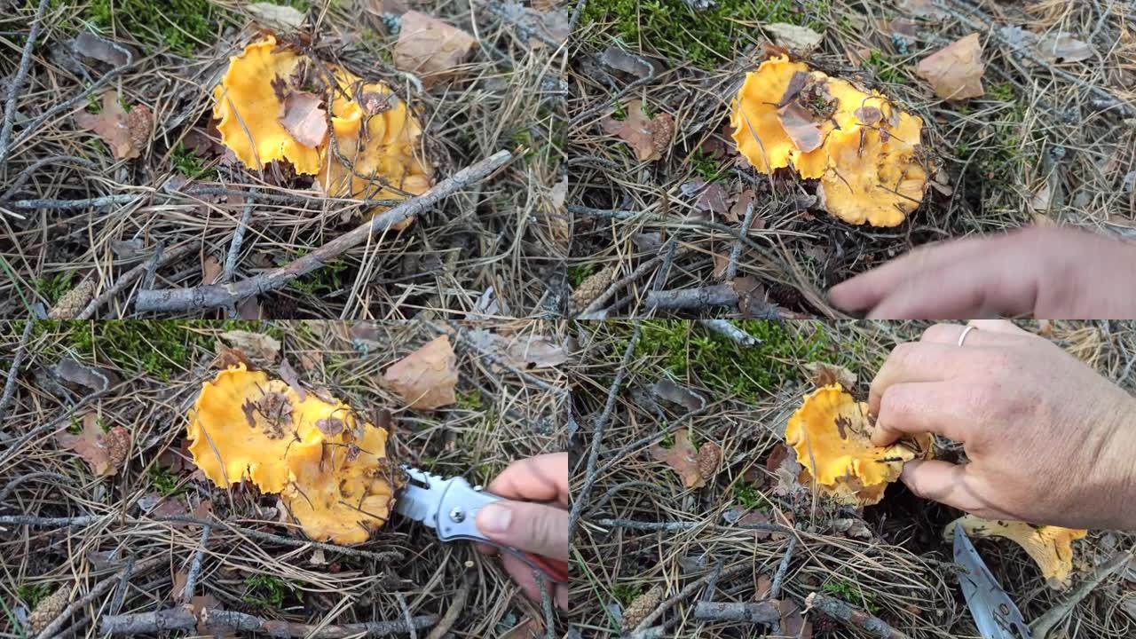 森林里鸡肉菌的蘑菇。黄色鸡油菌生长