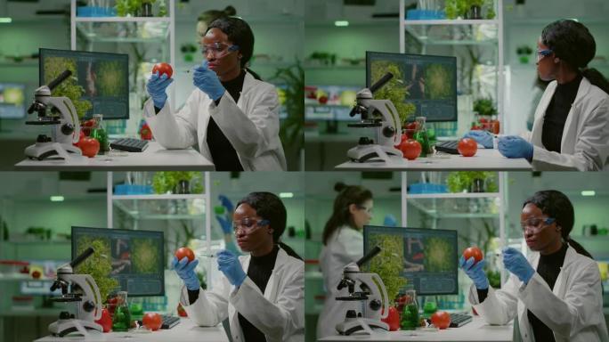 非洲生物化学家用医用手套注射有机番茄加杀虫剂