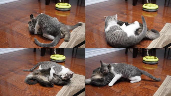 两只小小的小猫在地板上咬人打架