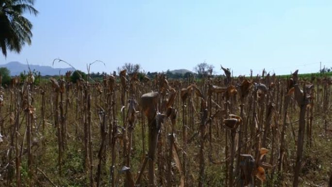 收获后干涸的玉米田的广阔前景