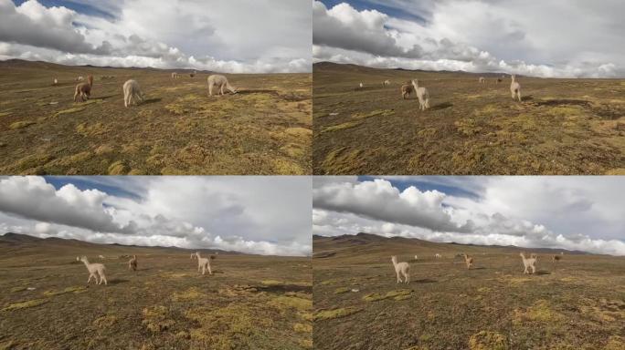 秘鲁安第斯山脉景观中的羊驼慢动作