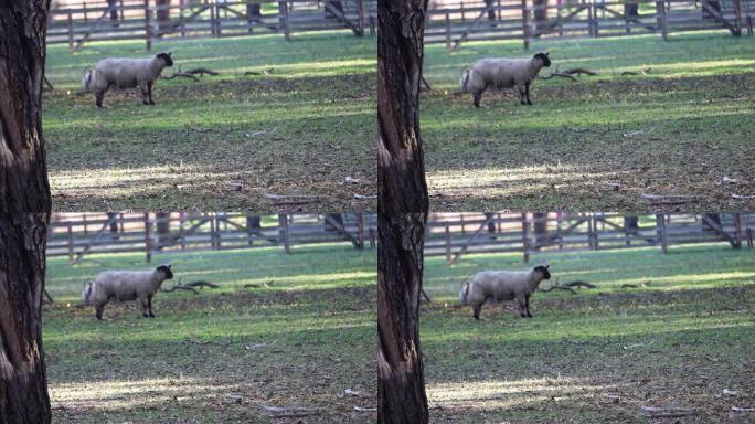 在加利福尼亚州弗里蒙特的Ardenwood农场放牧的绵羊
