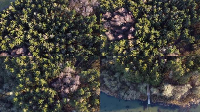 丹麦阿尔伯斯隆 (Albertslund) 森林的航拍画面，绿意盎然，植被茂盛