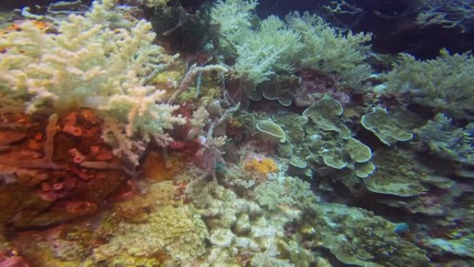 视频显示了珊瑚礁，上面生长的一切。相机运动从底部开始，逐渐慢慢向上理解。珊瑚有非常丰富的调色板。