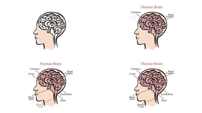 人脑方案视频医学教育动画横幅