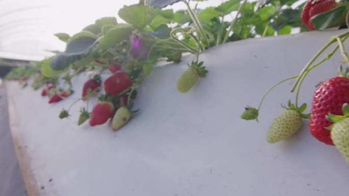 农业农场里有红色草莓的草莓床