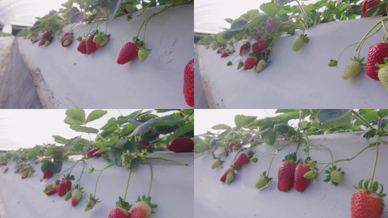 农业农场里有红色草莓的草莓床