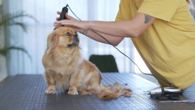 狗，客厅和一个男人美容师的手刮胡子从桌子上的狗宠物上刮下皮毛。在沙龙里用宠物进行兽医、清洁和美容，以