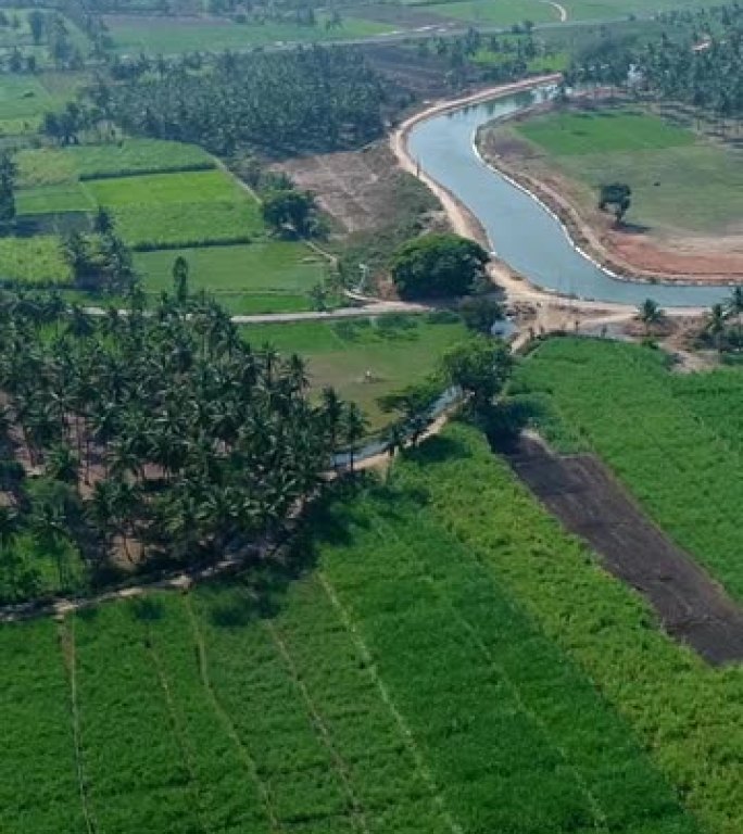 人造河附近各领域椰子种植园航拍的垂直视频