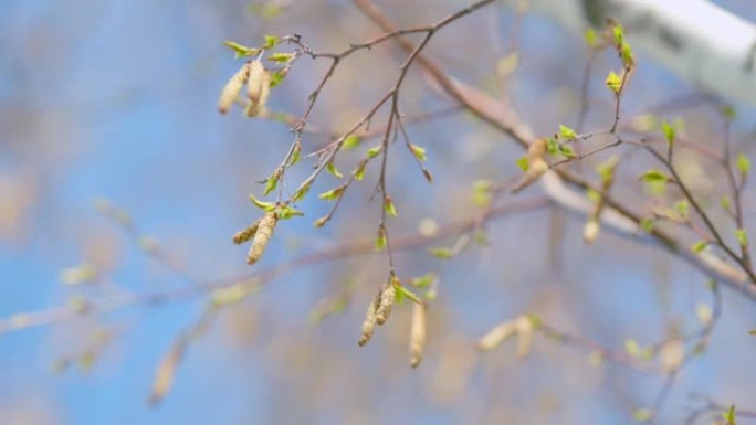 春天的桦树和没有云的蓝天。桦木花絮。阳光明媚的春天的宁静景观。特写。