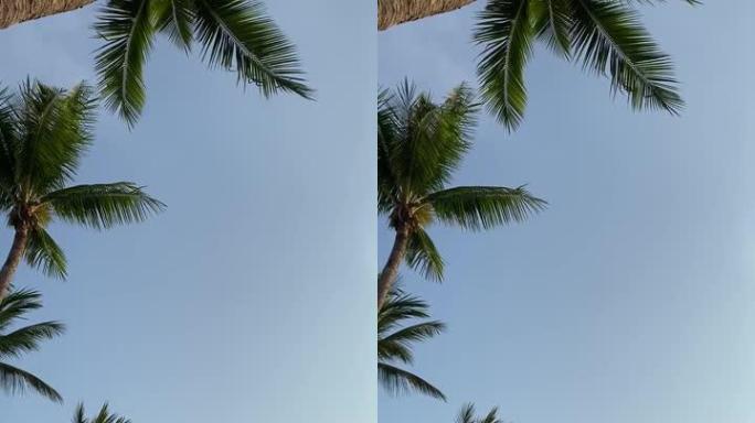 暑假期间，热带岛屿上美丽的棕榈树和椰子的仰视拍摄异国情调的天堂。棕榈树逆天的景色。