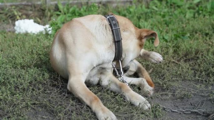 一只浅棕色的狗舔他的阴茎。一条狗在街上的项圈上拴在皮带上舔身体上的一个令人不安的地方
