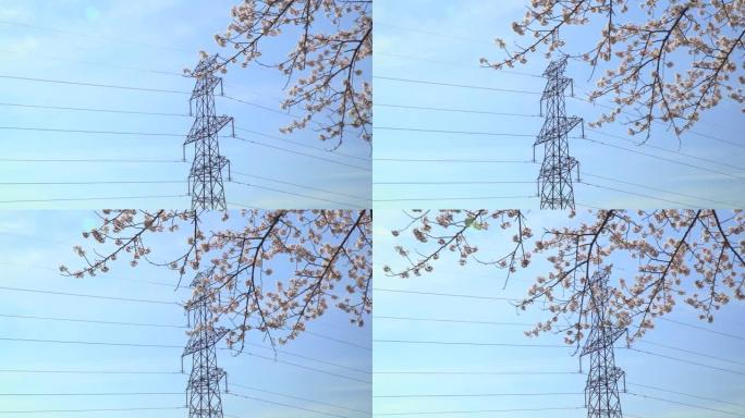 樱花和高压输电塔。