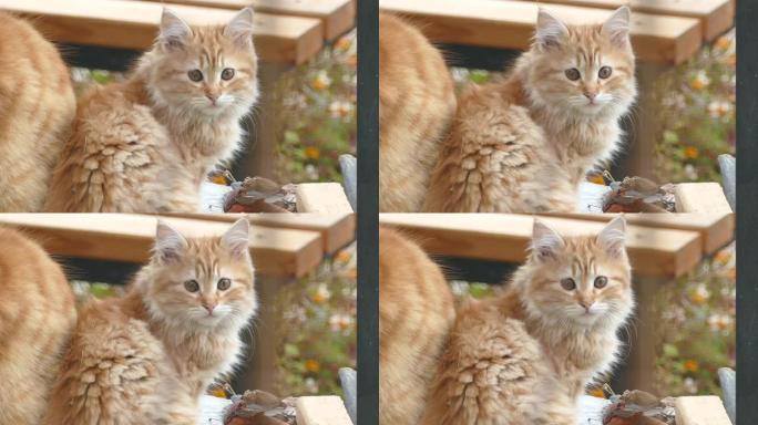 小猫带着胆怯和好奇的表情看着相机