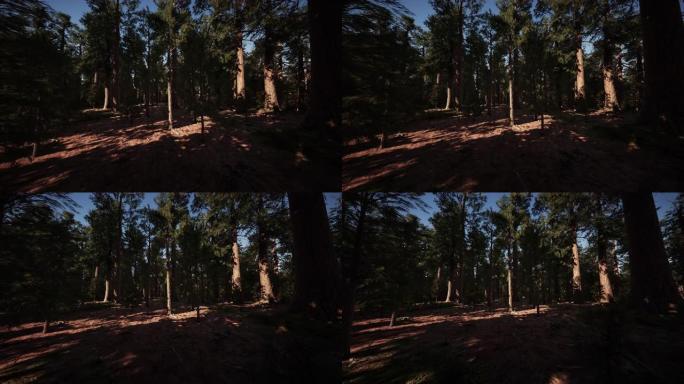 红杉国家公园巨型红杉的规模
